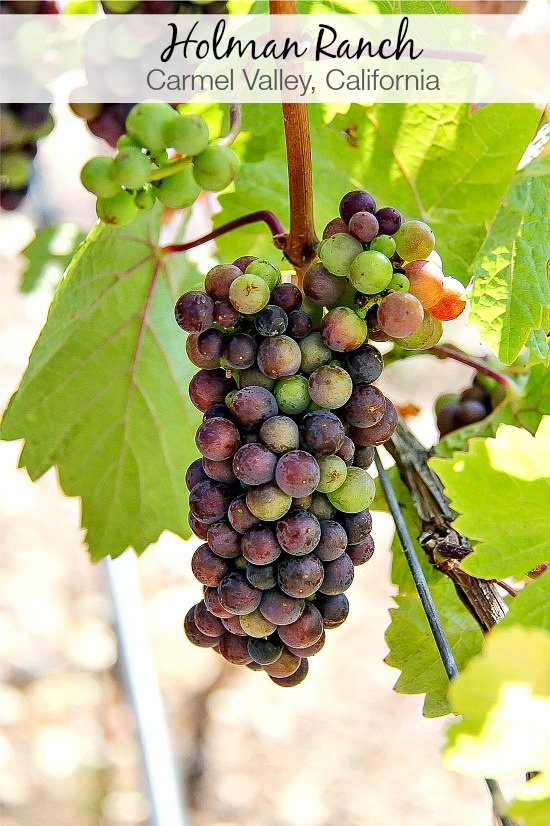 grapes on a vine at Holman Ranch
