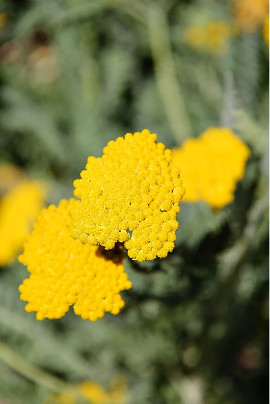 yellow flowers in a garden