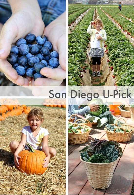 places to pick fresh fruit with kids in San Diego