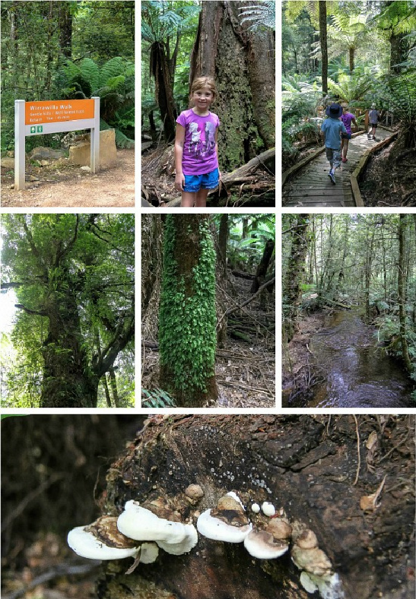 a collage of photos from Wirrawilla Rainforest Walk in Toolangi State Forest