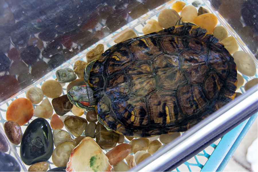 a turtle in a transport terrarium