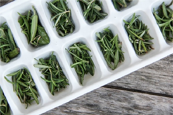 fresh rosemary in an ice cube tray