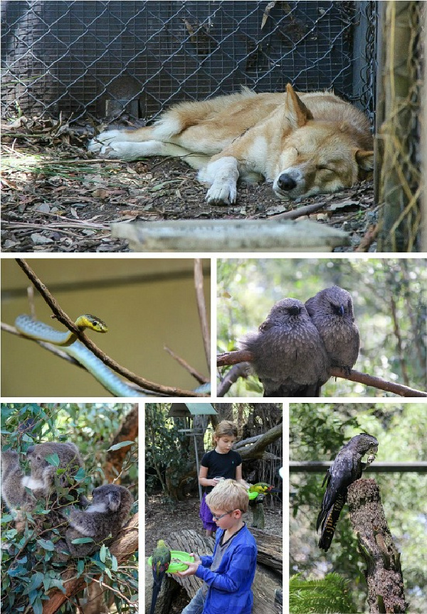 Healesville Sanctuary in Victoria