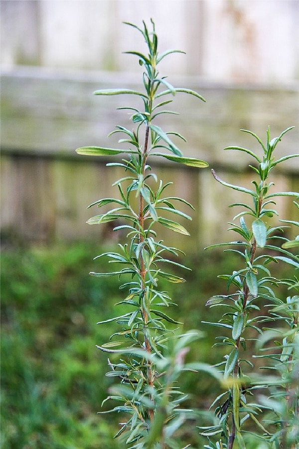 rosemary growing in a backyard