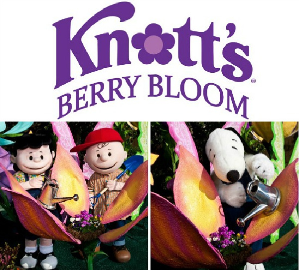 knott's berry farm bloom