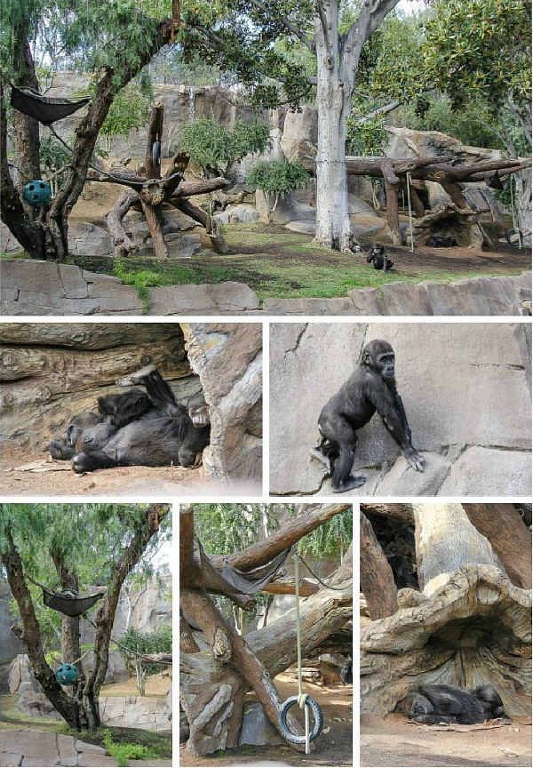 san diego zoo safari park gorilla enclosure