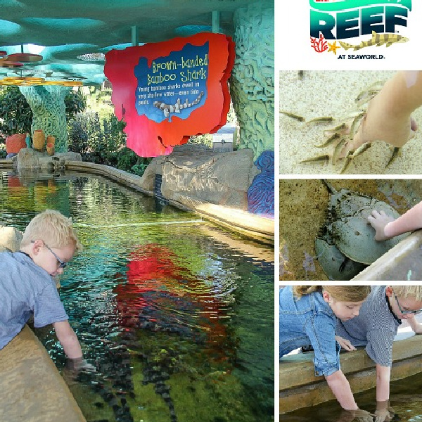 sea world san diego touch pools