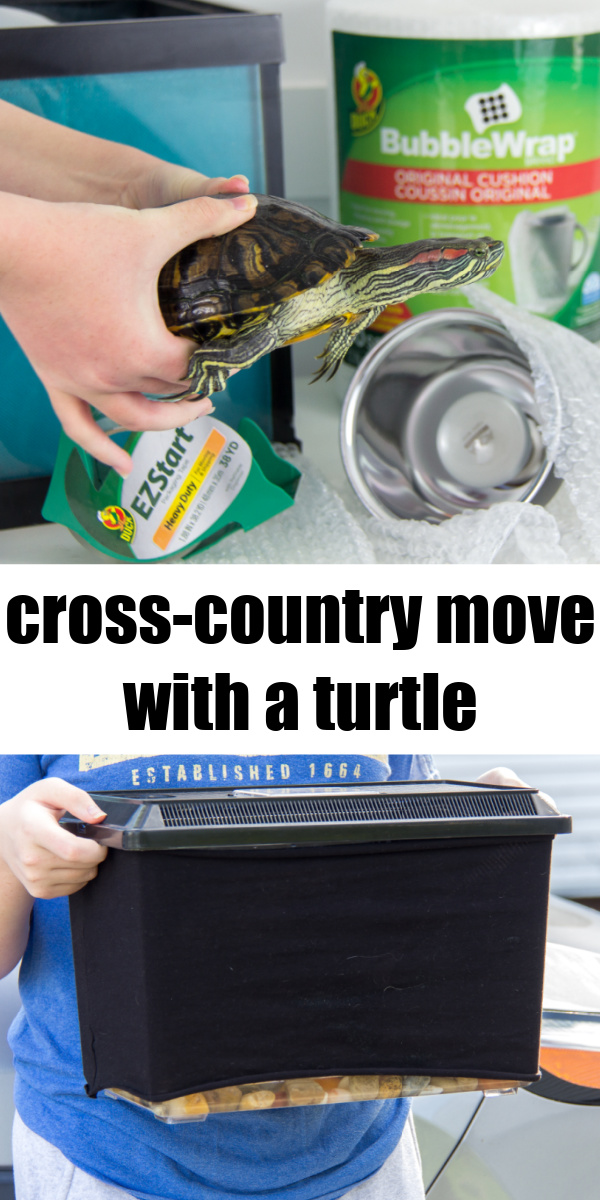 moving cross-country with a turtle Pinterest image