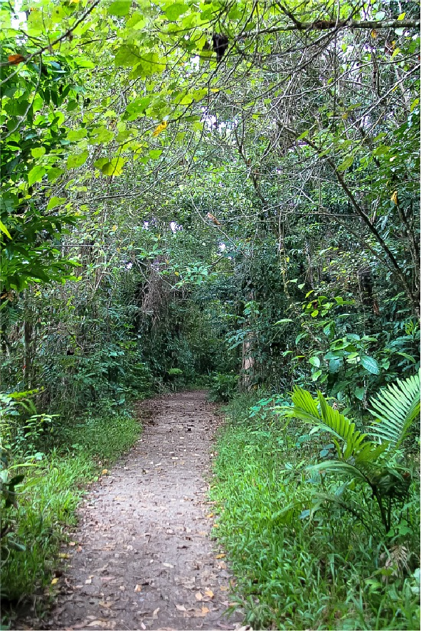 the path along the Mangrove Boardwalk in the Daintree Rainforest