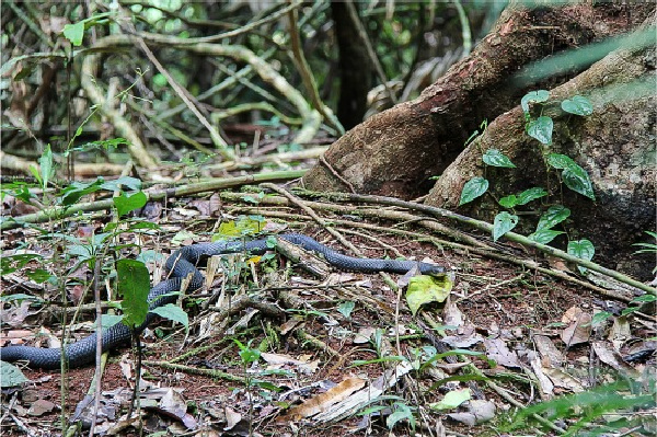 a black snack on the ground off the Jindalba Boardwalk in the Daintree Rainforest