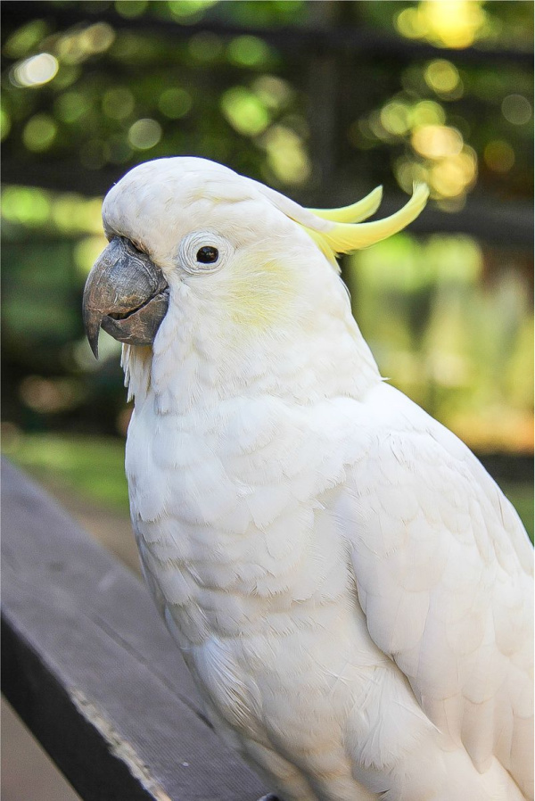 a cockatoo at kuranda nature park