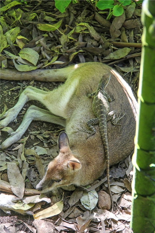 a monitor lizard on a kangaroo