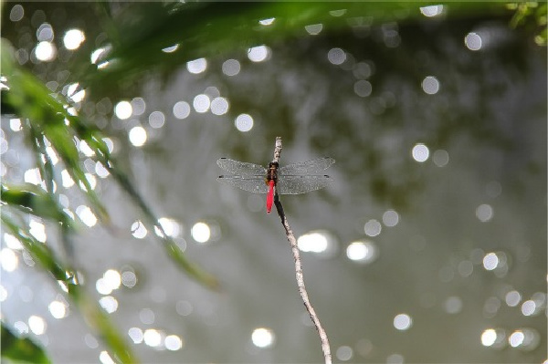 a red dragonfly