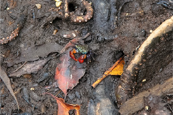 a small crab with red claws on the mangrove boardwalk