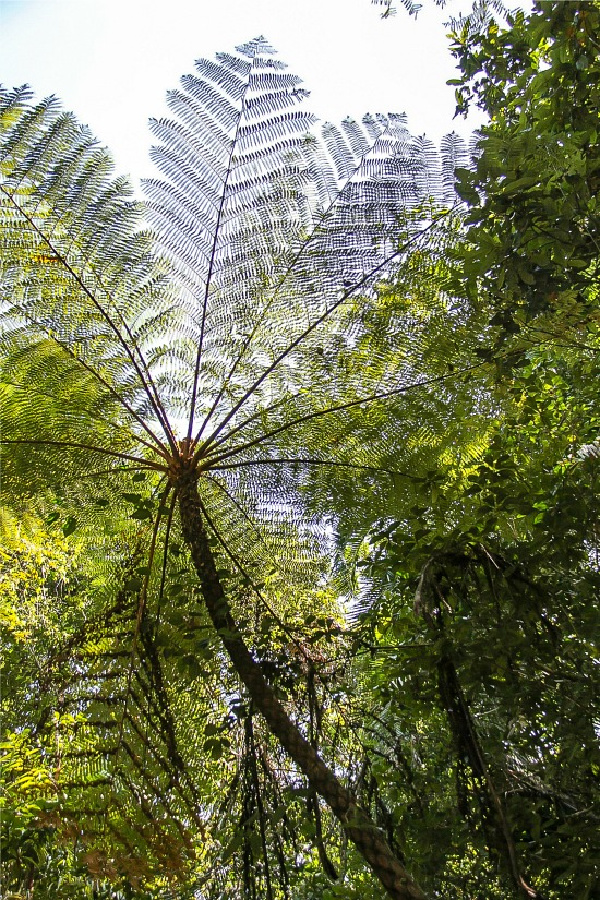 kuranda rainforest