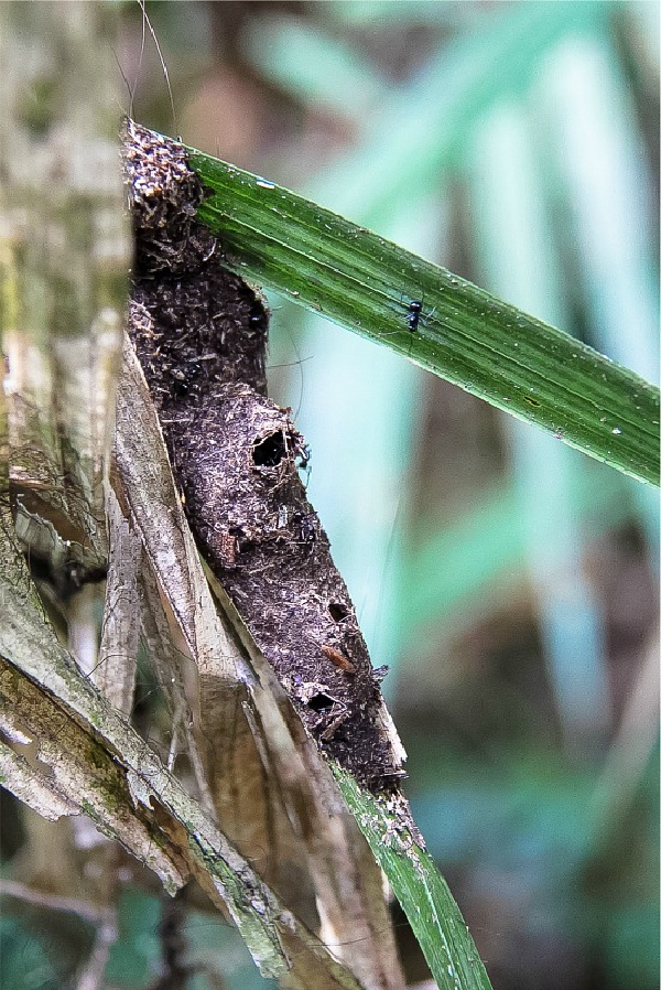 an insect nest on a plant with an ant on a leaf