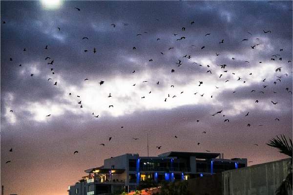 large bats flying over cairns