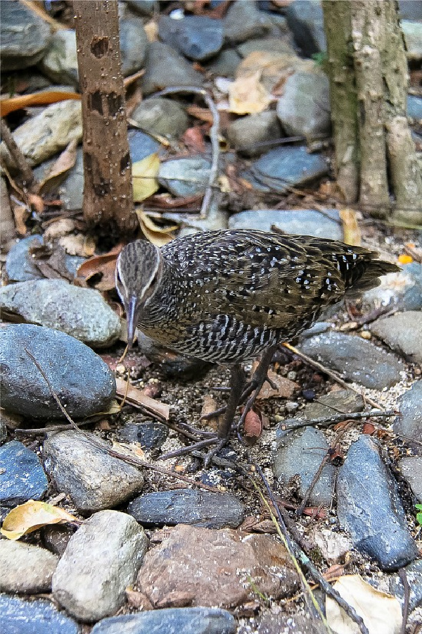 bird on green island