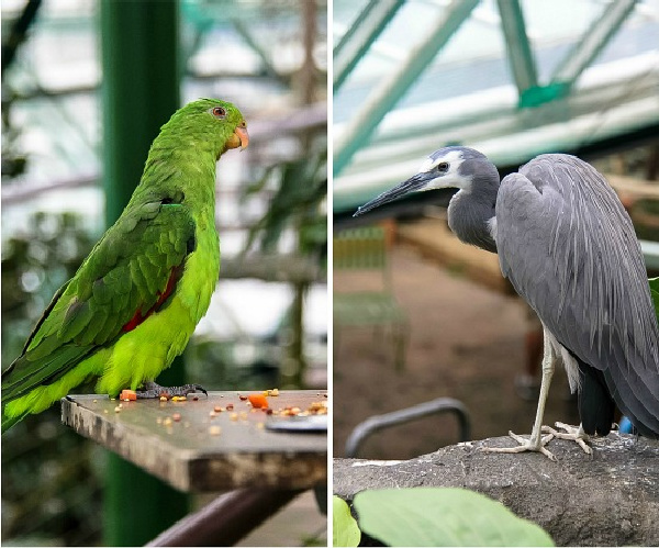 wildlife you can see inside the ZOOm wildlife dome in Cairns