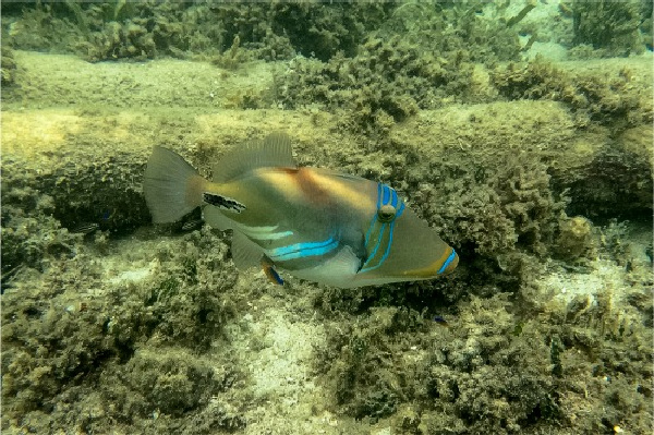 blue and gold fish at green island