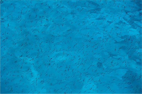 blue water with tiny fish swimming