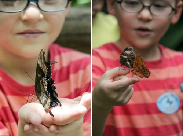 butterflies on a boys fingers