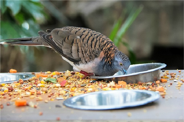 feeding birds inside the wildlife dome in cairns