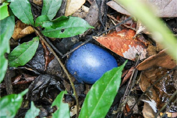 a cassowary plum on the ground in the daintree rainforest