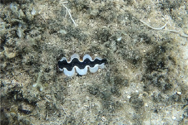 viewing a clam under the sea