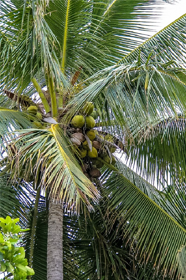 coconuts in a tree