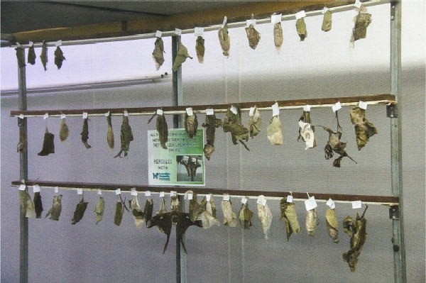 cocoons at the kuranda butterfly sanctuary