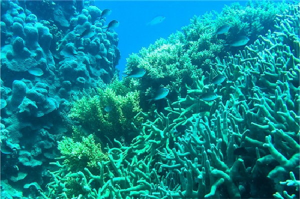 coral reef great barrier reef