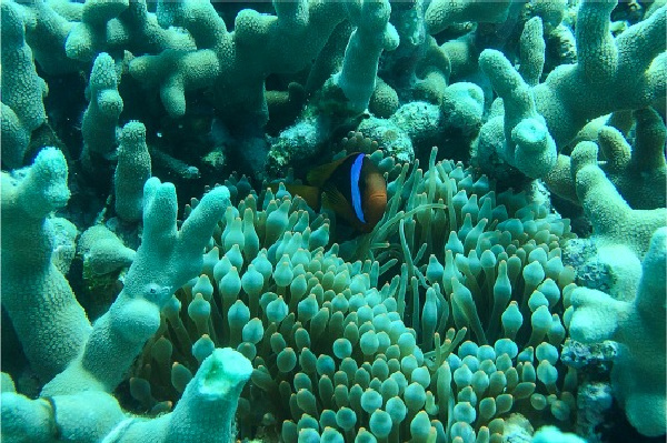 coral reef with a small blue and orange tropical fish