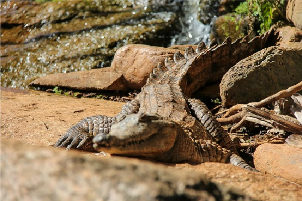 crocodile at kuranda nature park