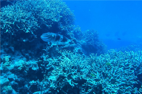 cuttlefish great barrier reef