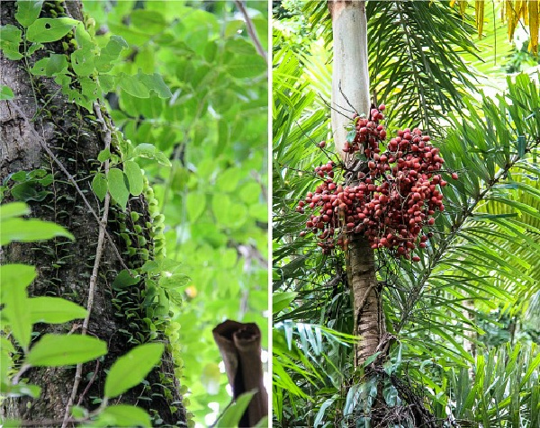 greenery at the Daintree Rainforest Discovery Center