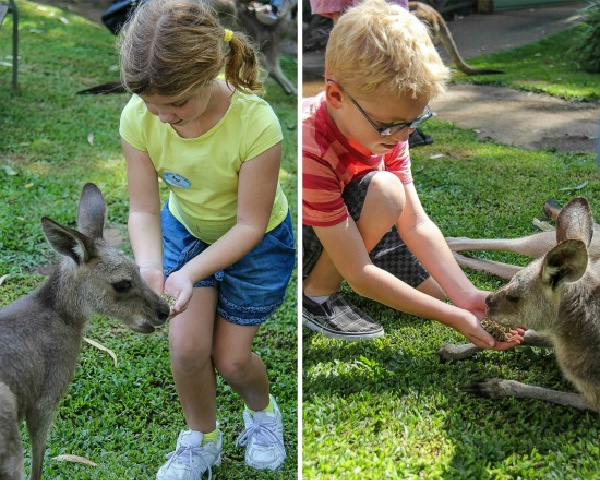 kids feeding kangaroos at kuranda nature park