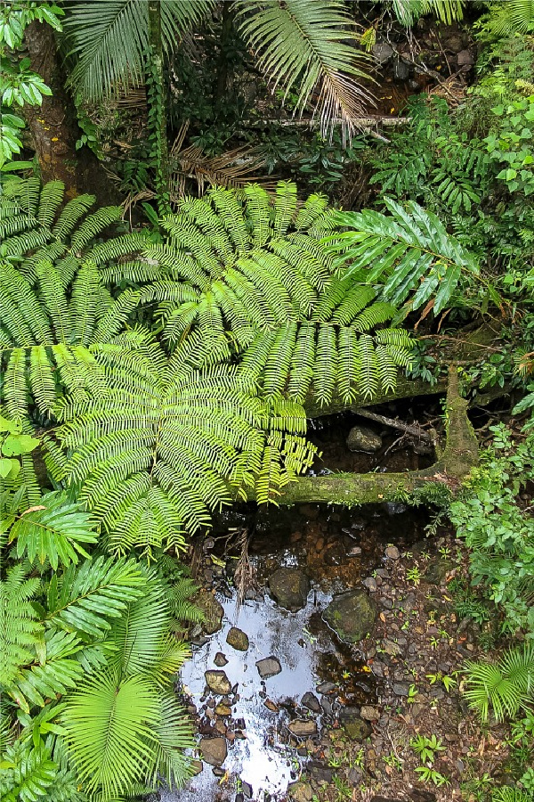 ferns and a creek in the daintree rainforest