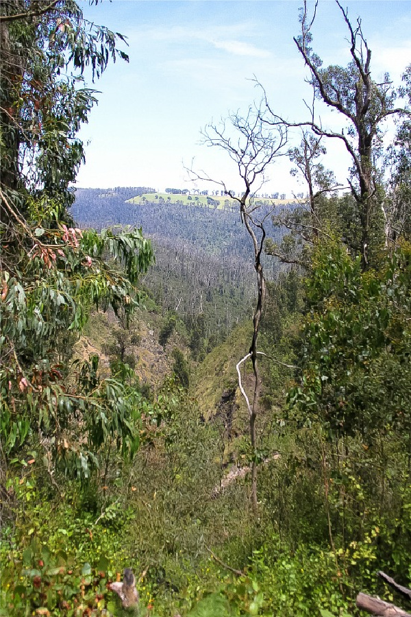 view through trees of kinglake national park in australia