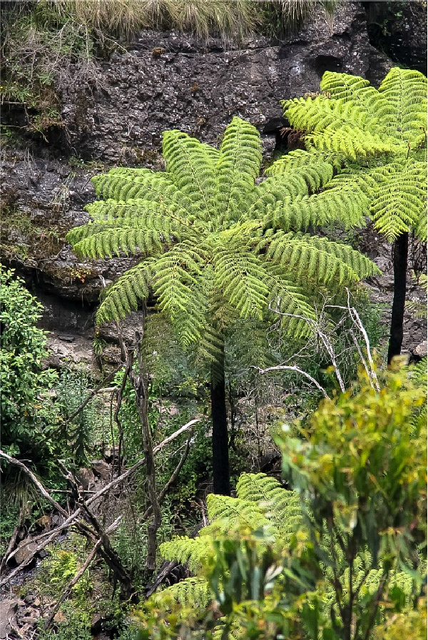 the forest, rocks, and trees in kinglake national park