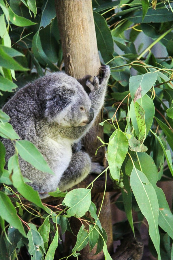 a koala in a tree at kuranda nature park