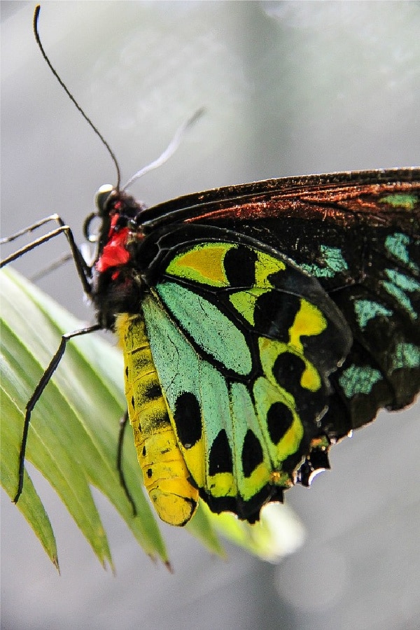 a butterfly at the kuranda butterfly sanctuary