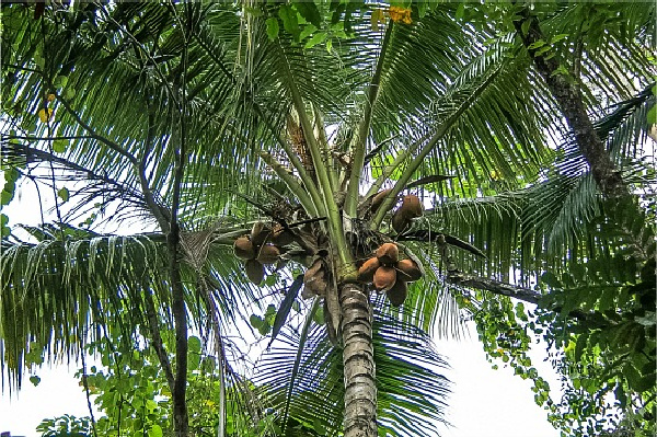 looking up at coconuts in a tree in queesland