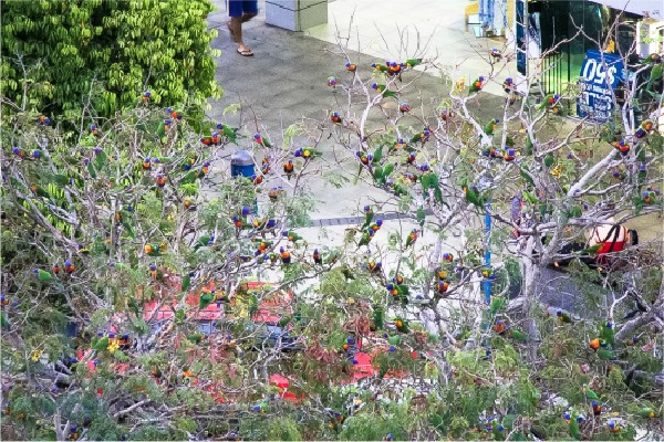 lorikeets in trees in cairns