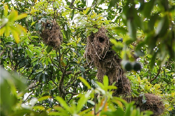 metallic starling communal nests in trees in the daintree rainforest