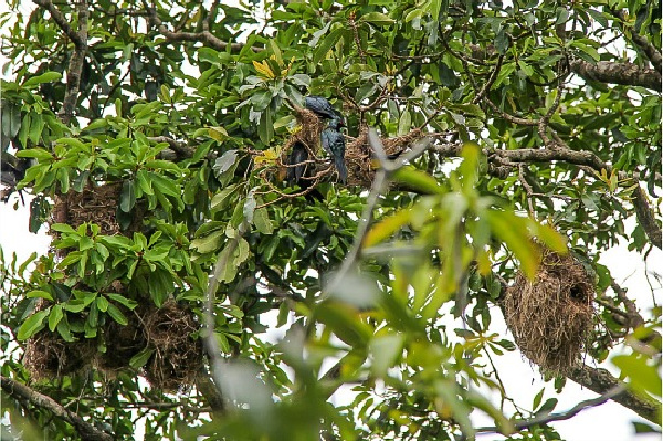 metallic starlings and their communal nests in trees