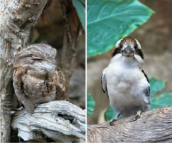a kookaburra and owl inside a wildlife dome in queensland
