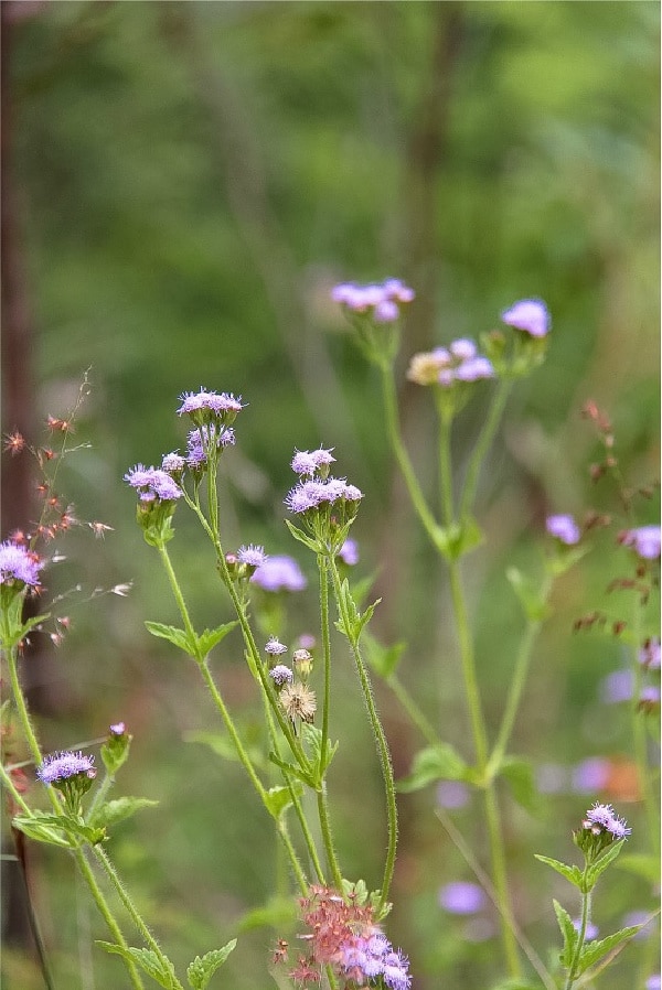 purple flowers growing by the train tracks to kuranda