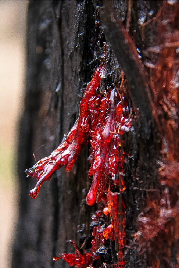 red sap coming out of a burned tree in kinglake national park