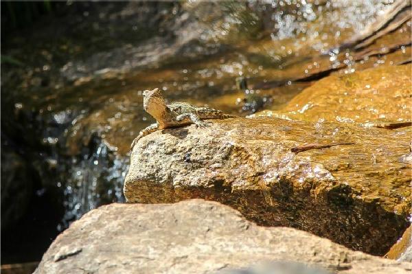 a reptile on a rock by a waterfall at kuranda